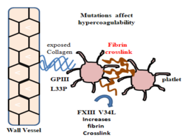 The Importance of the Personalized Diet Rich in Specific Nutraceuticals in a Patient with Non Immune Thrombocytopenia, Multiple Pathogenic Haematological Variants and Non Immune Ulcerative Colitis